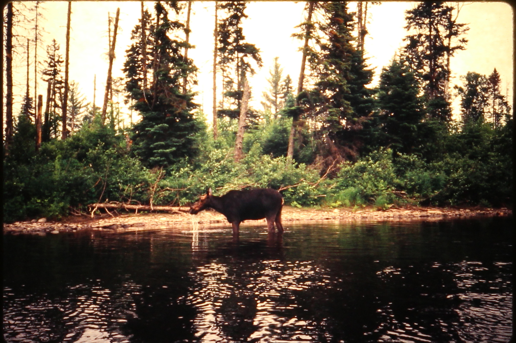 19890900.12 - USA ME xx xx PRiver - xx - Paddling Past Moose on the River - MB01T01B09S12.JPG